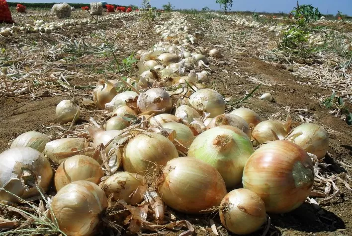 Safra de cebola em Baraúna (RN) deve começar com atraso devido aos preços baixos