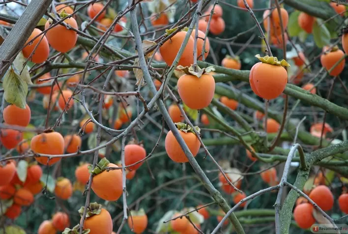 Produtores de caqui comemoram boa safra e melhora nas vendas na Serra Gaúcha