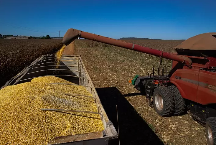 Mercado do milho segue travado no Brasil, com colheita avançando e cotações pressionadas por cenário externo e interno