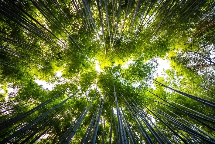 CPR Verde se consolida como alternativa para produtores que querem preservar e lucrar com o meio ambiente