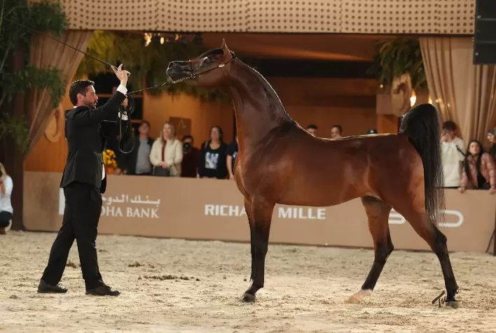 Brasil vive semana histórica com Cavalo Árabe e conquista destaque mundial