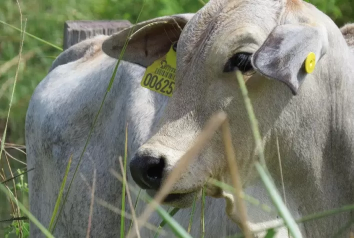 Programa de Produção Sustentável de Bezerros reúne mais de 150 pecuaristas no Mato Grosso em parceria entre Marfrig e IDH