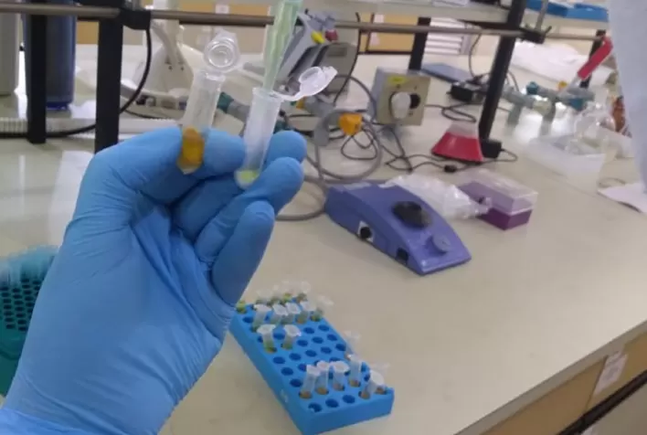 Novo método brasileiro detecta resíduos de pesticidas no pólen de laranjeira com alta precisão e menor custo