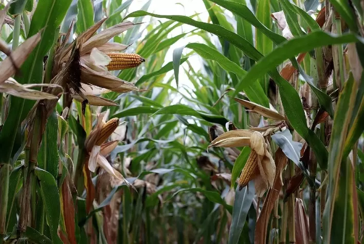 Produtores de milho verão enfrentam desafios com deficiência de micronutrientes e apostam em tecnologias para melhorar a produtividade