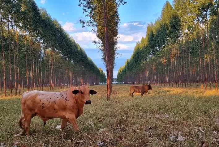 Nova Ferramenta da Embrapa Auxilia Gestão Florestal em Sistemas Integrados ILPF