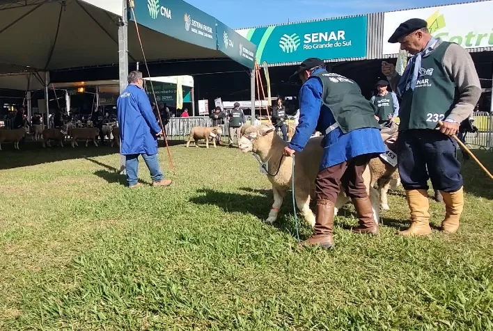 Expointer 2025 registra recorde de inscrições de ovinos nos últimos 15 anos, com quase mil animais confirmados