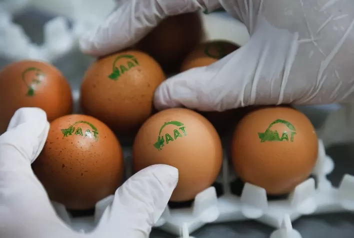 Brasil instala primeira máquina de sexagem in-ovo da América Latina e dá passo decisivo em bem-estar animal na indústria de ovos