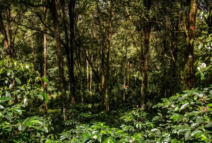Sistemas agrícolas com solos microbiologicamente equilibrados capturam mais carbono, destacam especialistas
