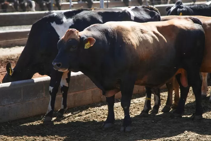 Timpanismo e verminose impactam a rentabilidade do confinamento de bovinos e exigem manejo atento