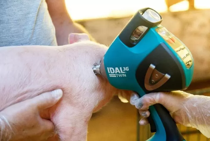 Vacinas combinadas ampliam proteção e flexibilidade nos protocolos da suinocultura moderna