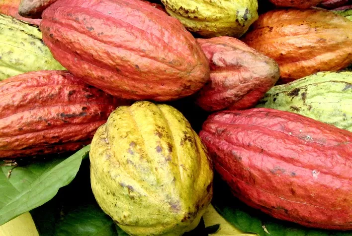 Tarifa de 50% dos EUA sobre derivados de cacau pode causar prejuízo de R$ 180 milhões e elevar ociosidade da indústria brasileira a até 37%