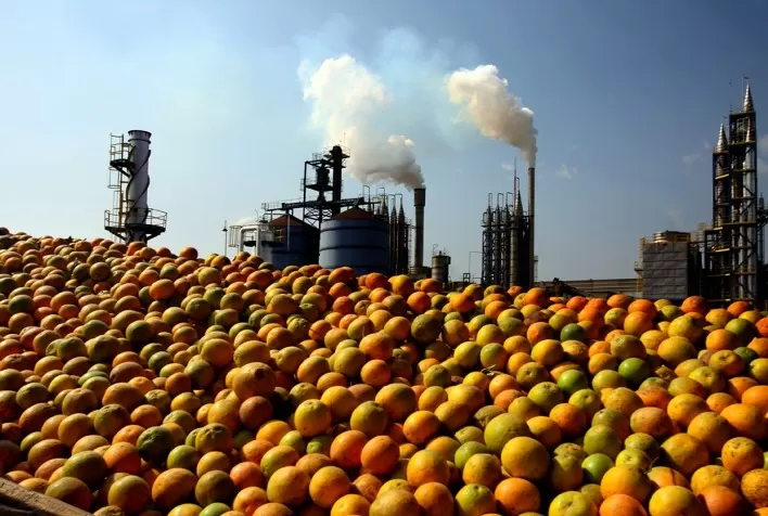 Produtores de laranja evitam taxação nos EUA, mas doença Greening preocupa citricultura brasileira