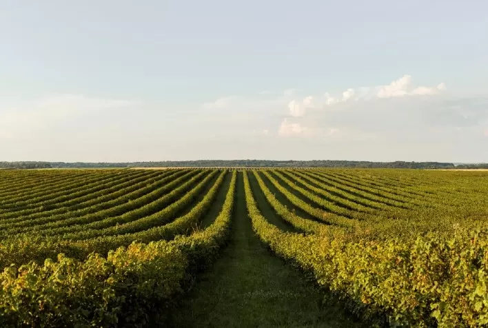 Bioinsumos impulsionam agricultura regenerativa e atraem investimentos em startups no Brasil