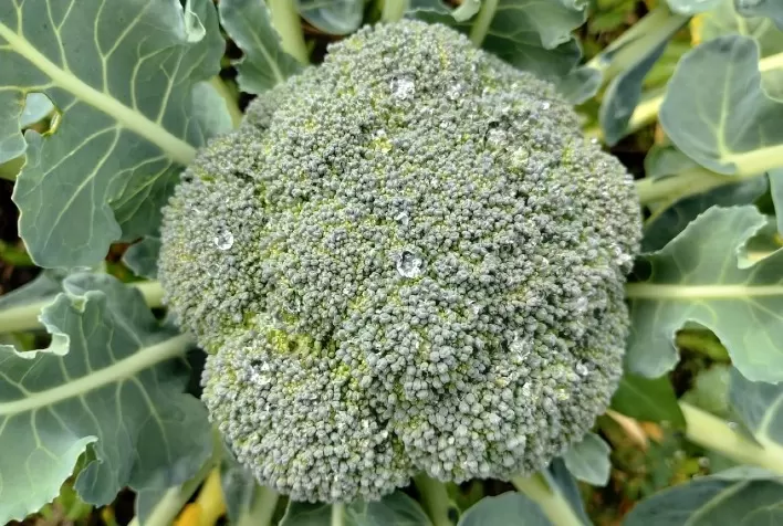 Cultivo estratégico do brócolis Master impulsiona produtividade e reduz perdas no campo