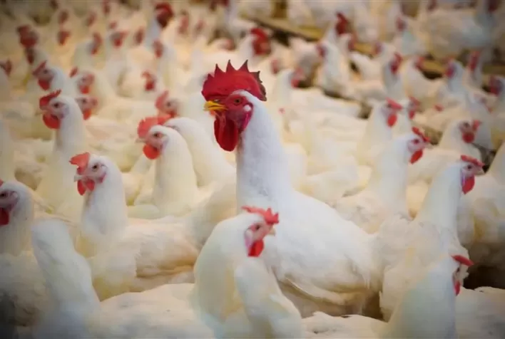 Cargill lança Notox MAX PTY 2.0 para proteger aves contra micotoxinas na ração