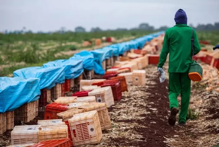 Brasil cria mais de 166 mil empregos formais em junho, com destaque para o setor agropecuário