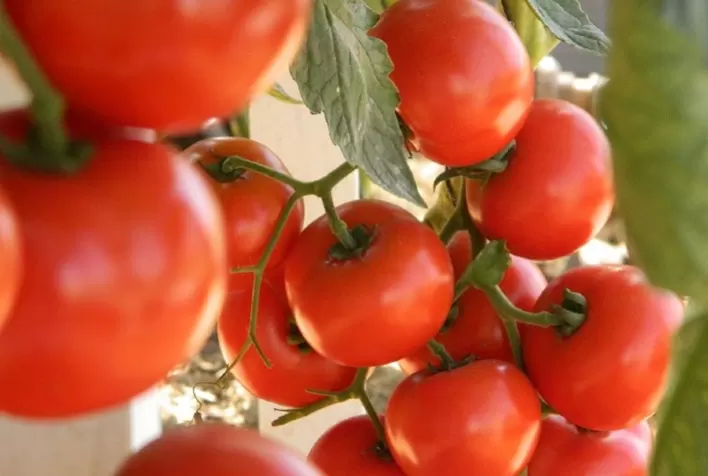 Produção de Tomate Cereja em Estufas Garante Continuidade Mesmo Durante Entressafra em Feliz (RS)