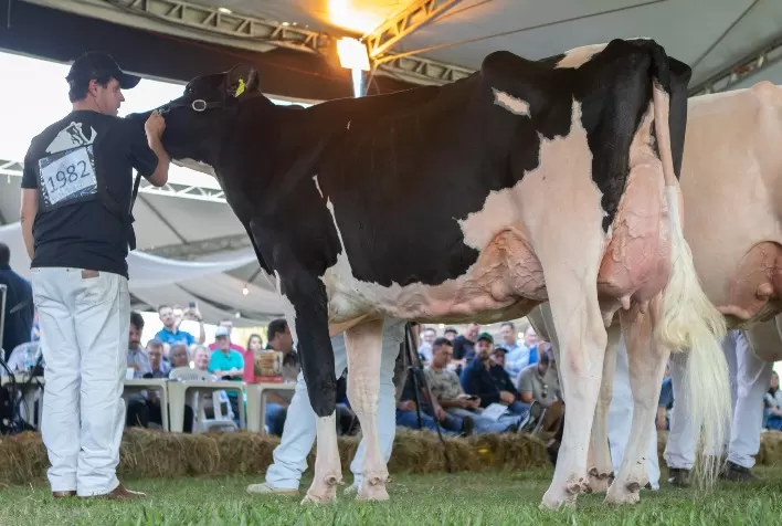 Raça Holandesa registra aumento de 44% nas inscrições para a Expointer 2025