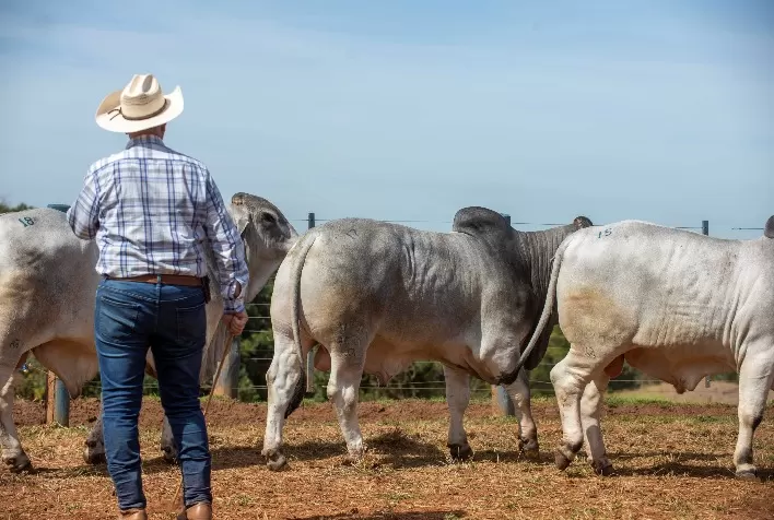 Prova da raça Brahman confirma avanço genético e qualidade superior dos reprodutores
