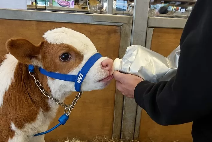 Manejo nos primeiros dias garante bezerros mais saudáveis e produtividade no rebanho