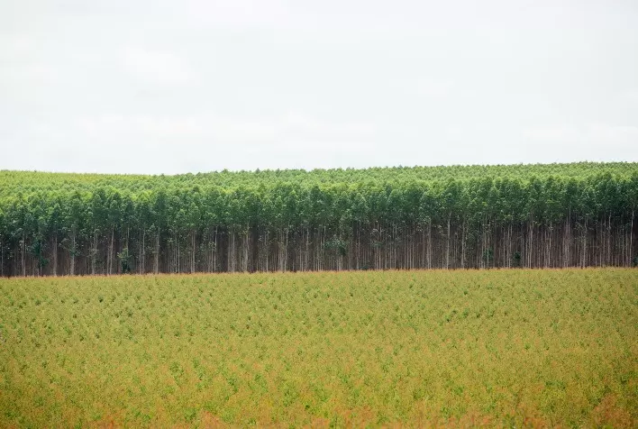 Brasil reforça liderança em florestas plantadas e destaca manejo integrado para sustentabilidade
