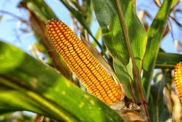 Safra recorde pressiona preços do milho no Brasil, mesmo com apoio pontual das bolsas