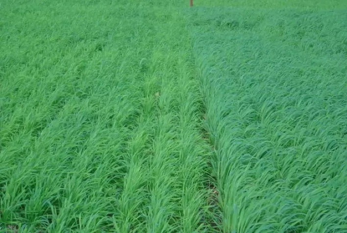Clima favorece crescimento de aveia e trigo forrageiro no Rio Grande do Sul
