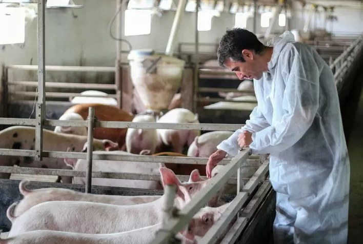Como substituir antibióticos na produção animal com segurança e produtividade, orienta especialista