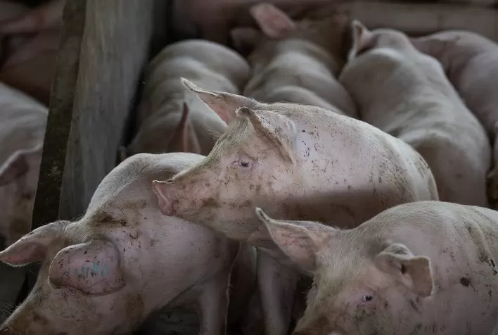 Mercado de suínos mantém margens históricas e perspectiva positiva para o fim de 2025