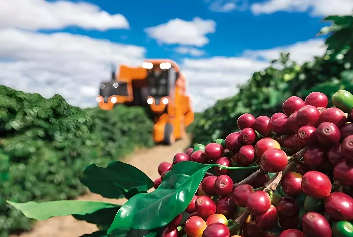 Mercado de café mantém alta volatilidade em meio a tarifas dos EUA e safra brasileira menor