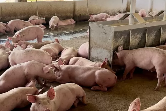 Mercado Global de Carne Suína Enfrenta Desafios e Tendências no Terceiro Trimestre de 2025