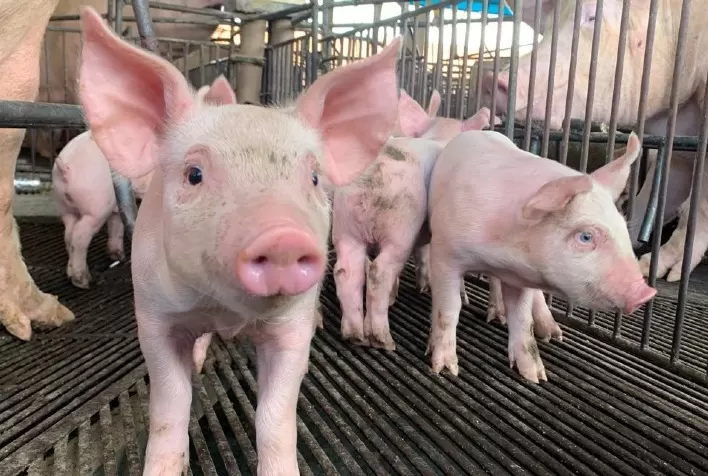 Goiás mantém status sanitário livre de Peste Suína Clássica após novo ciclo de vigilância