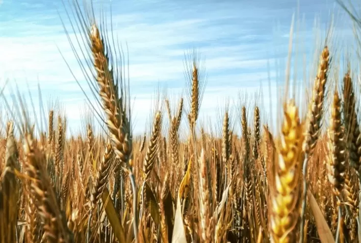 Mercado de trigo no Brasil segue com baixa movimentação e preços pressionados