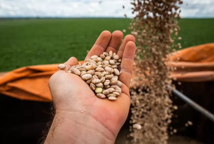 Goiás registra maior produção de feijão em quatro safras e reforça liderança nacional em produtividade