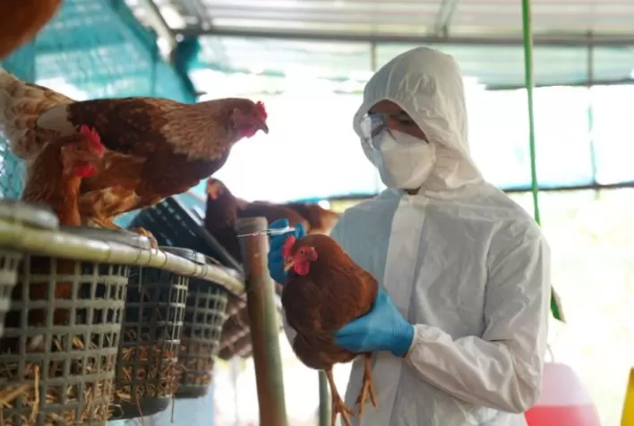 Gripe aviária em 2025 reforça necessidade de tecnologias de biossegurança no transporte de frango