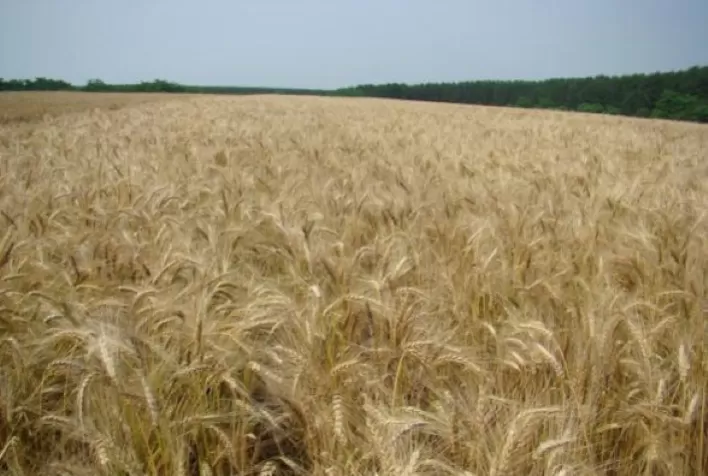 Dia de Campo de Inverno em Londrina destaca lançamentos de trigo e técnicas de triticultura