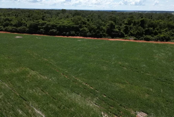 RCF amplia crédito verde e financia soja livre de desmatamento no Cerrado com US$ 60 milhões