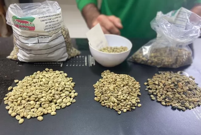 Café de Mandaguari conquista Denominação de Origem com análise microbiológica inédita