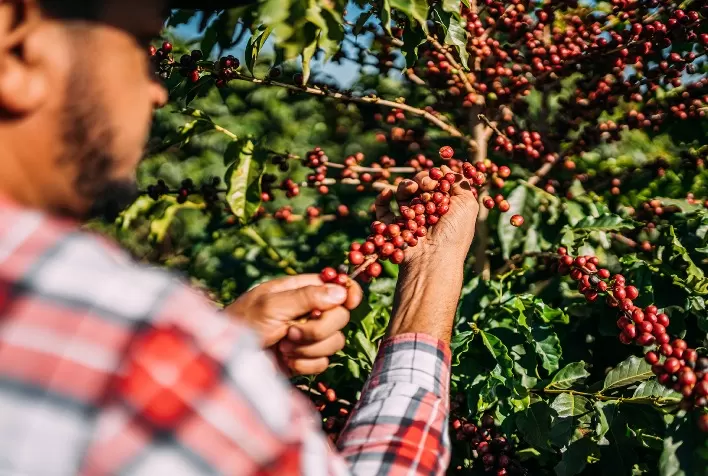 Safra de café 2025 apresenta queda no arábica e alta no conilon, com clima determinante