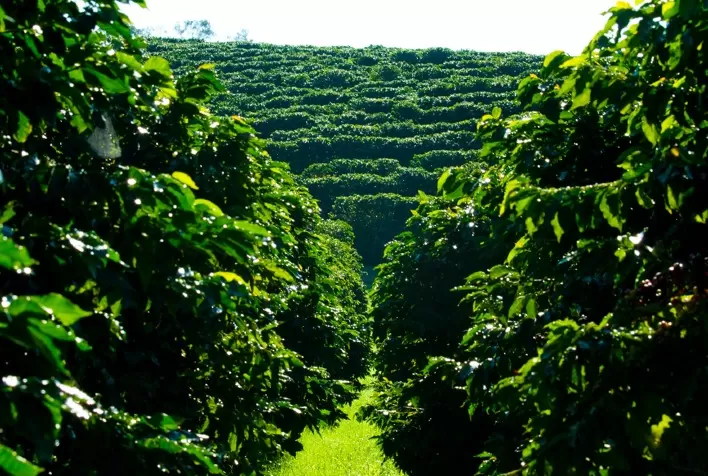 Cafeicultura brasileira movimenta US$ 493 milhões em defensivos na safra 2024-25