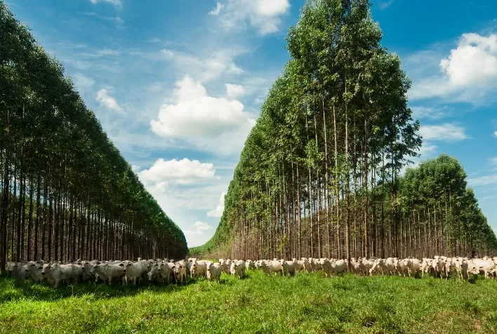 Marfrig e BRF entram na “A List” do CDP por liderança em sustentabilidade na cadeia de suprimentos