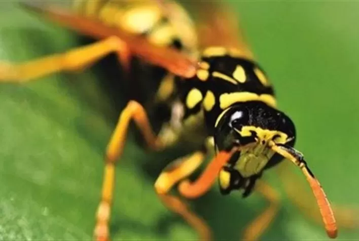 Vespas Trichogramma: Aliadas na proteção de lavouras brasileiras