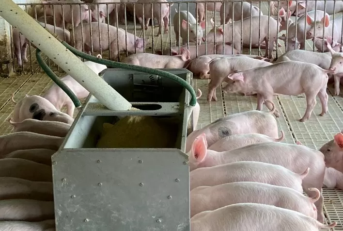 Nutrição na fase creche é essencial para o desempenho e rentabilidade da suinocultura