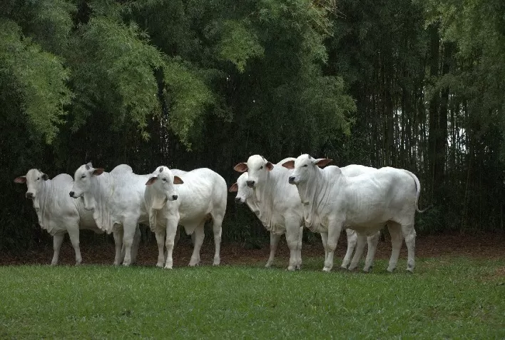 Nutrição de alta performance é essencial para transformar genética em lucro na pecuária