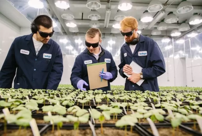 Indigo Ag lança primeiro biofungicida à base de Trichoderma hamatum no Brasil