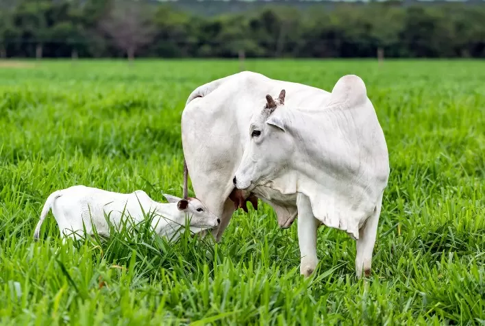 Nutrição de vacas gestantes é decisiva para desempenho e qualidade da cria