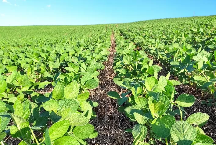 Fertilizantes especiais nacionais aumentam produtividade das lavouras de verão