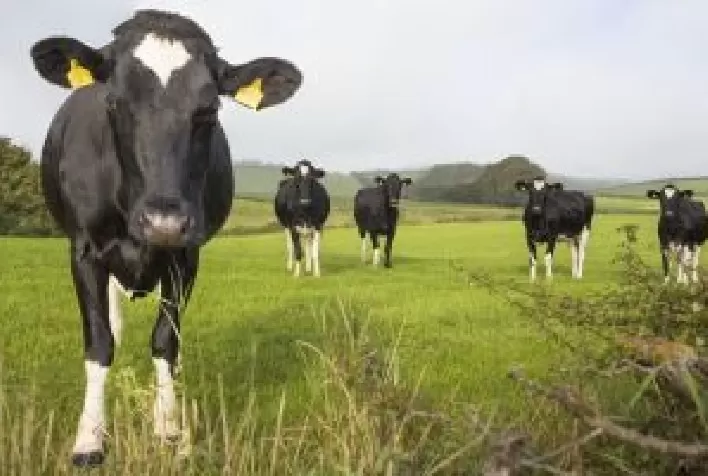 Cuidados com a saúde uterina no pós-parto são fundamentais para a fertilidade das vacas leiteiras