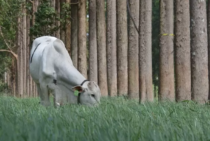 Embrapa Pecuária Sudeste celebra 50 anos com foco em sustentabilidade e inovação