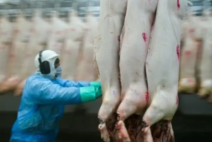 Exportações de carne suína somam 85,9 mil toneladas até quarta semana de agosto/25